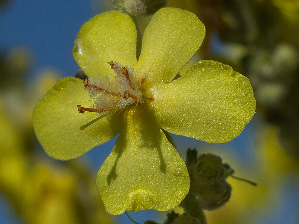 Verbascum pulvulentum (Gordolobo polvoriento)