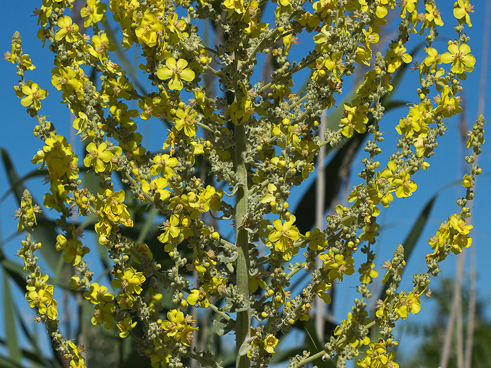 Verbascum pulvulentum (Gordolobo polvoriento)