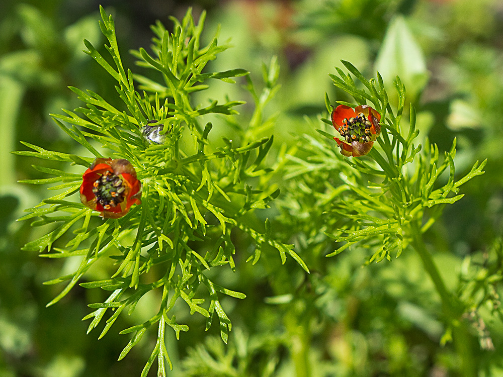 Gota de sangre (Adonis annua)