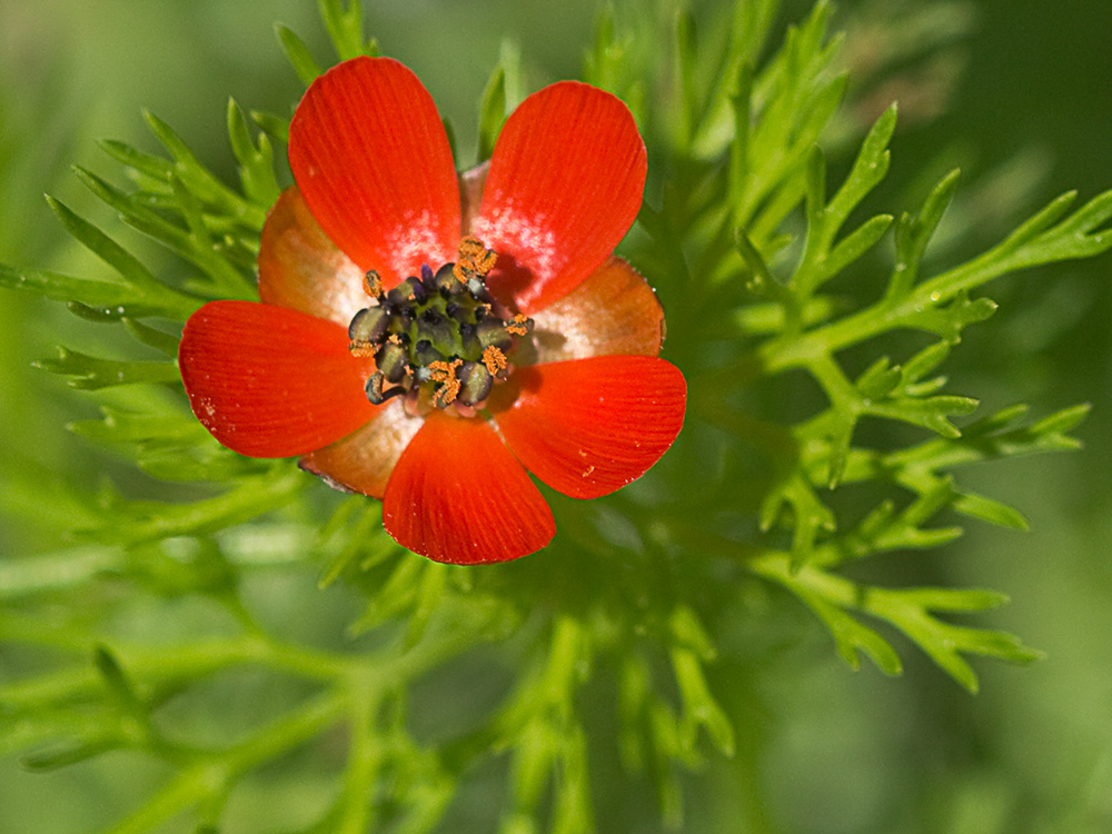 Gota de sangre (Adonis annua)