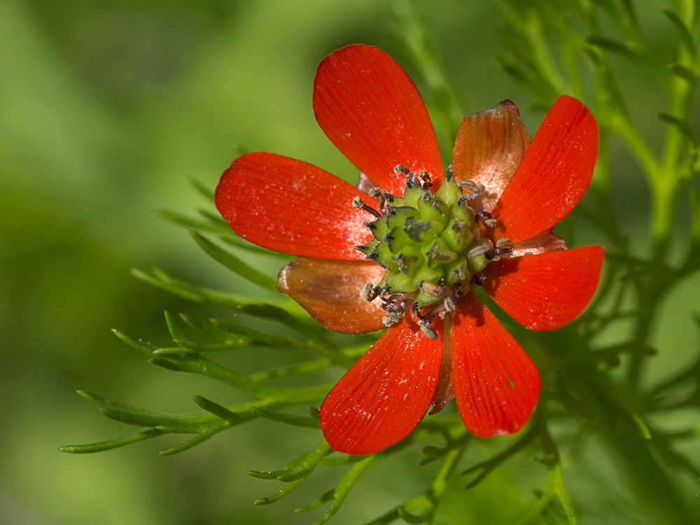 Gota de sangre (Adonis annua)