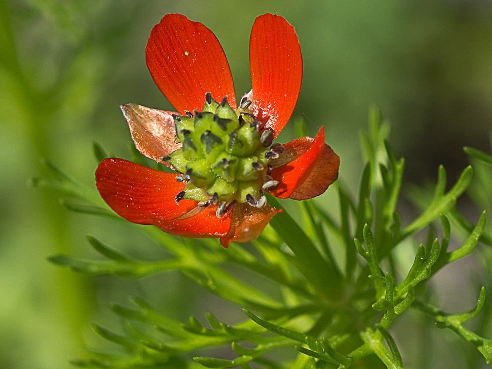 Gota de sangre (Adonis annua)