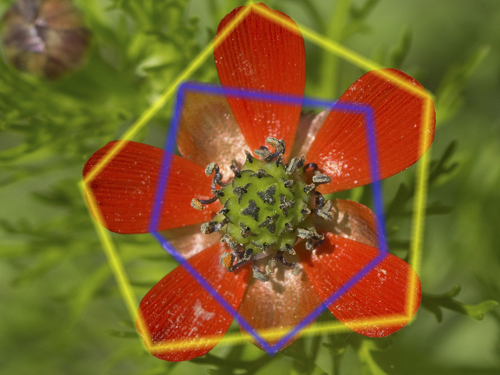 Gota de sangre (Adonis annua)