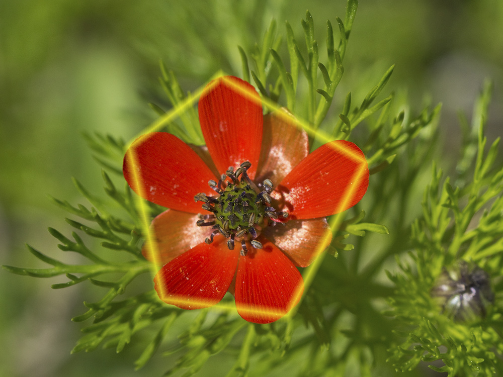 Gota de sangre (Adonis annua)