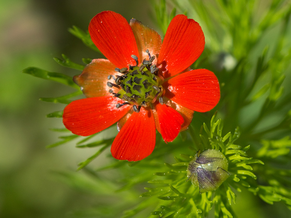 Gota de sangre (Adonis annua)