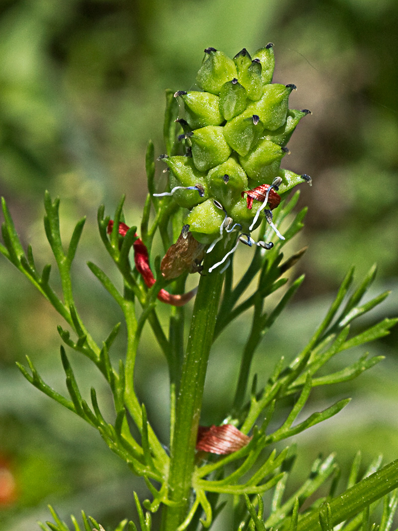 Gota de sangre (Adonis annua)