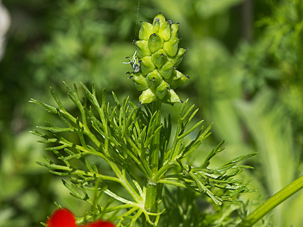 Gota de sangre (Adonis annua)