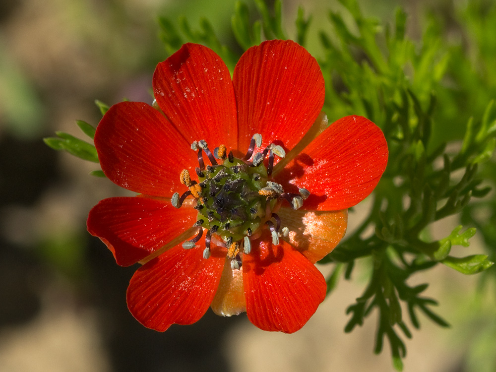 Gota de sangre (Adonis annua)