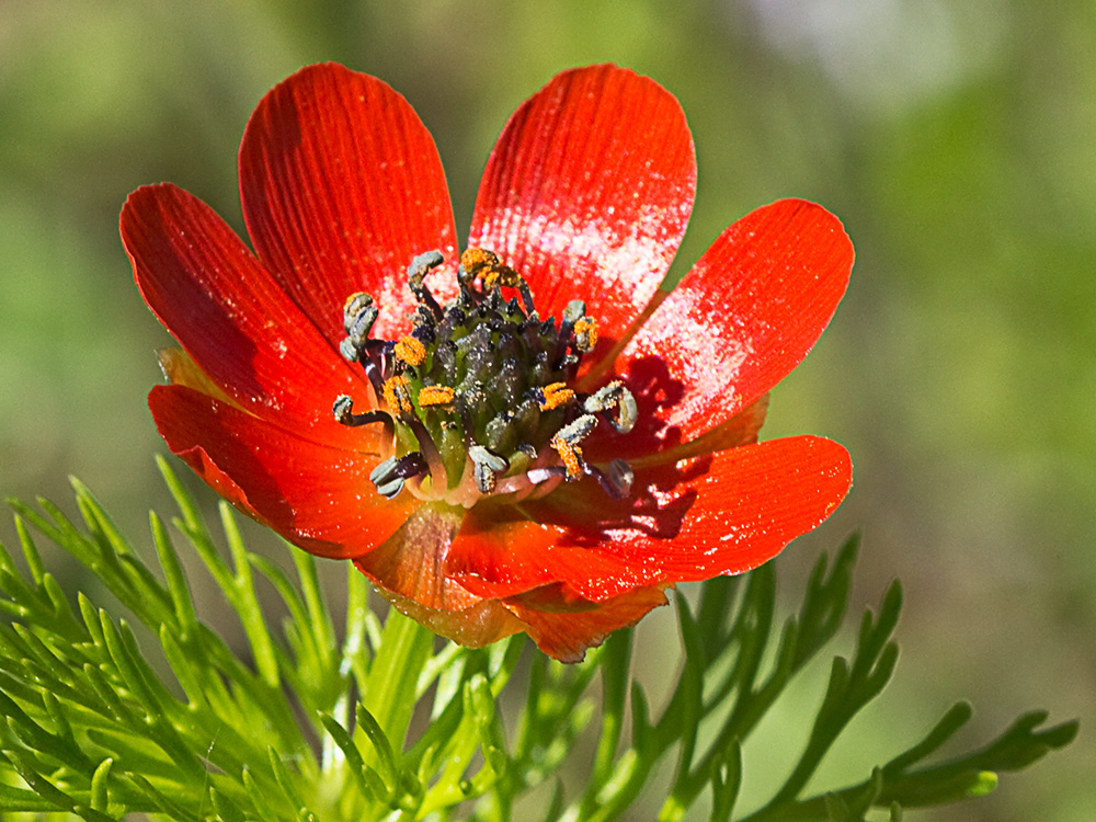 Gota de sangre (Adonis annua)