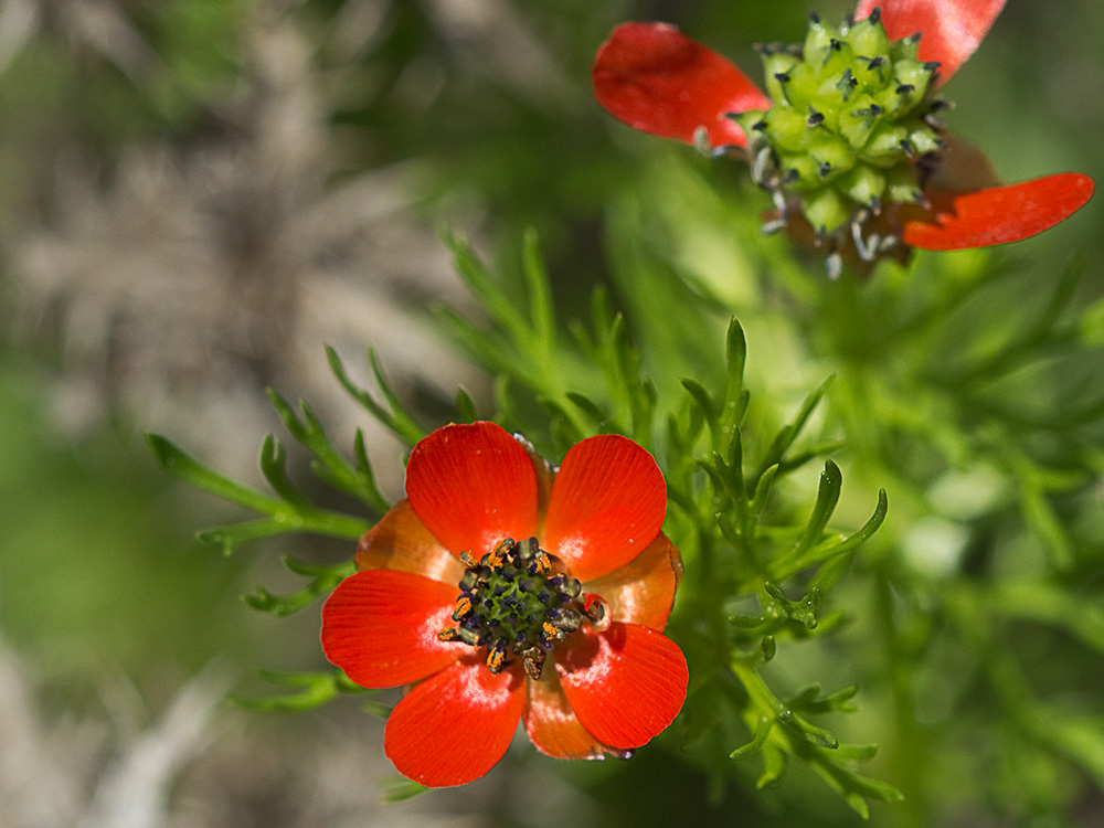 Gota de sangre (Adonis annua)