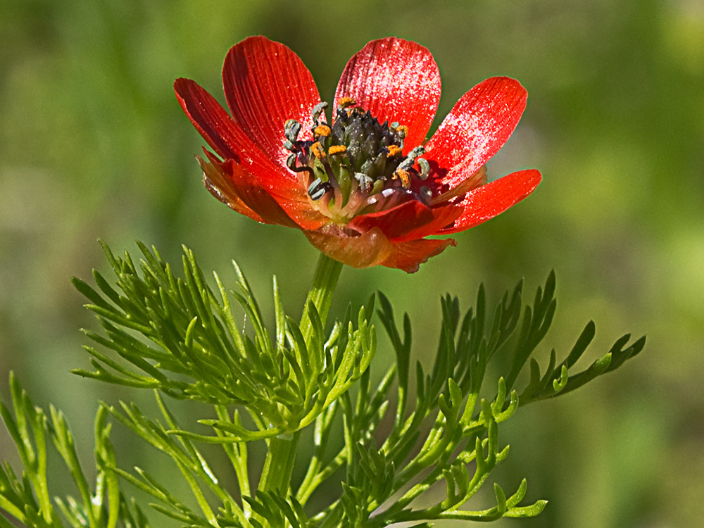 Gota de sangre (Adonis annua)