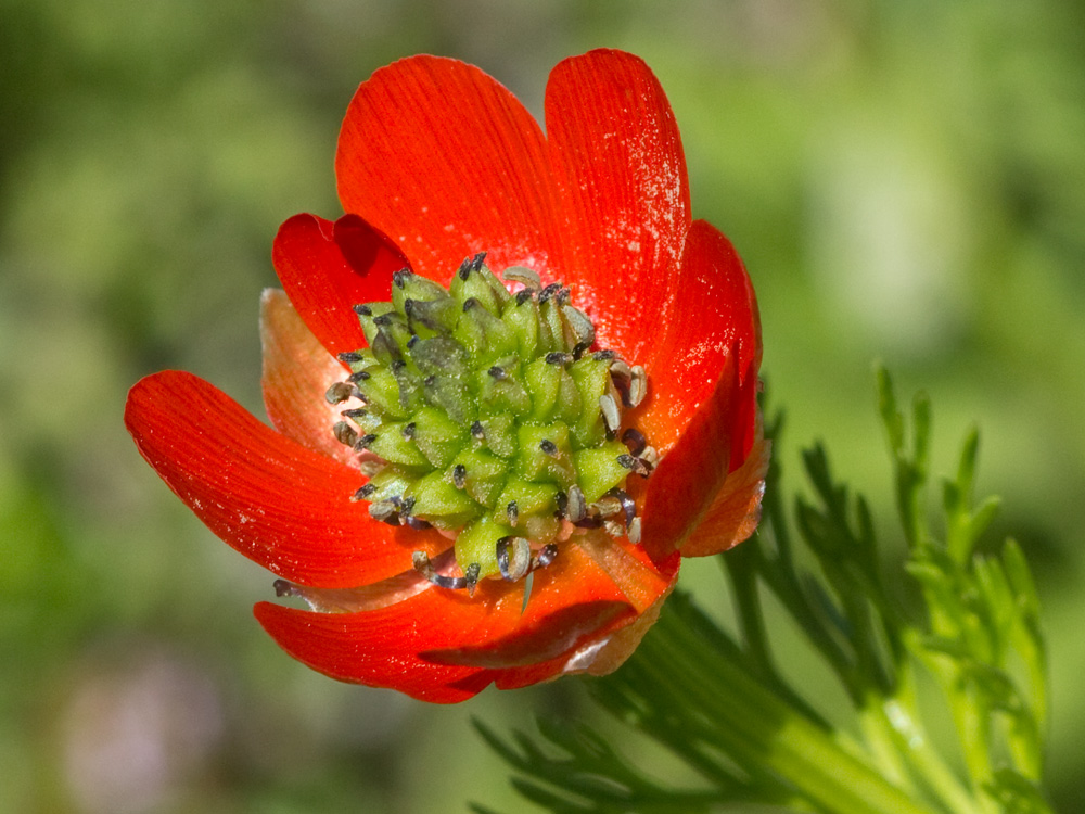 Gota de sangre (Adonis annua)