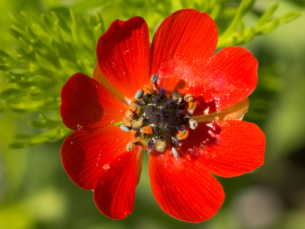Gota de sangre (Adonis annua)