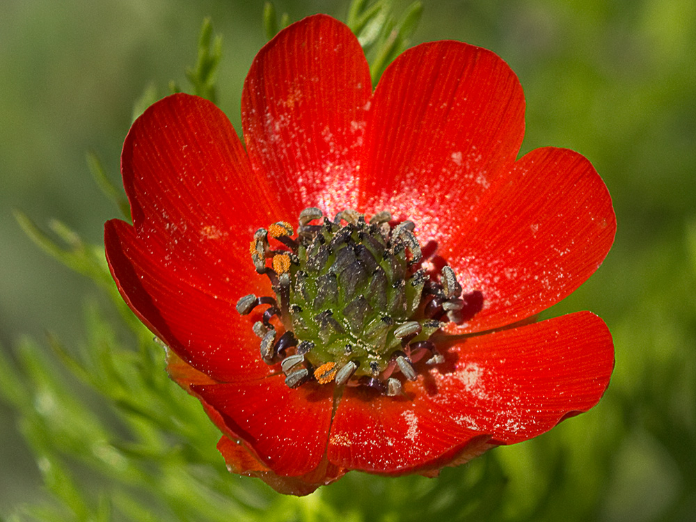 Gota de sangre (Adonis annua)