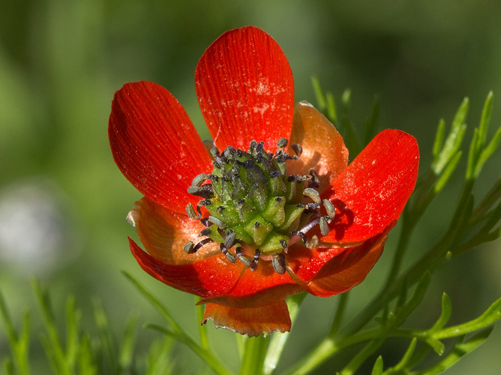 Gota de sangre (Adonis annua)