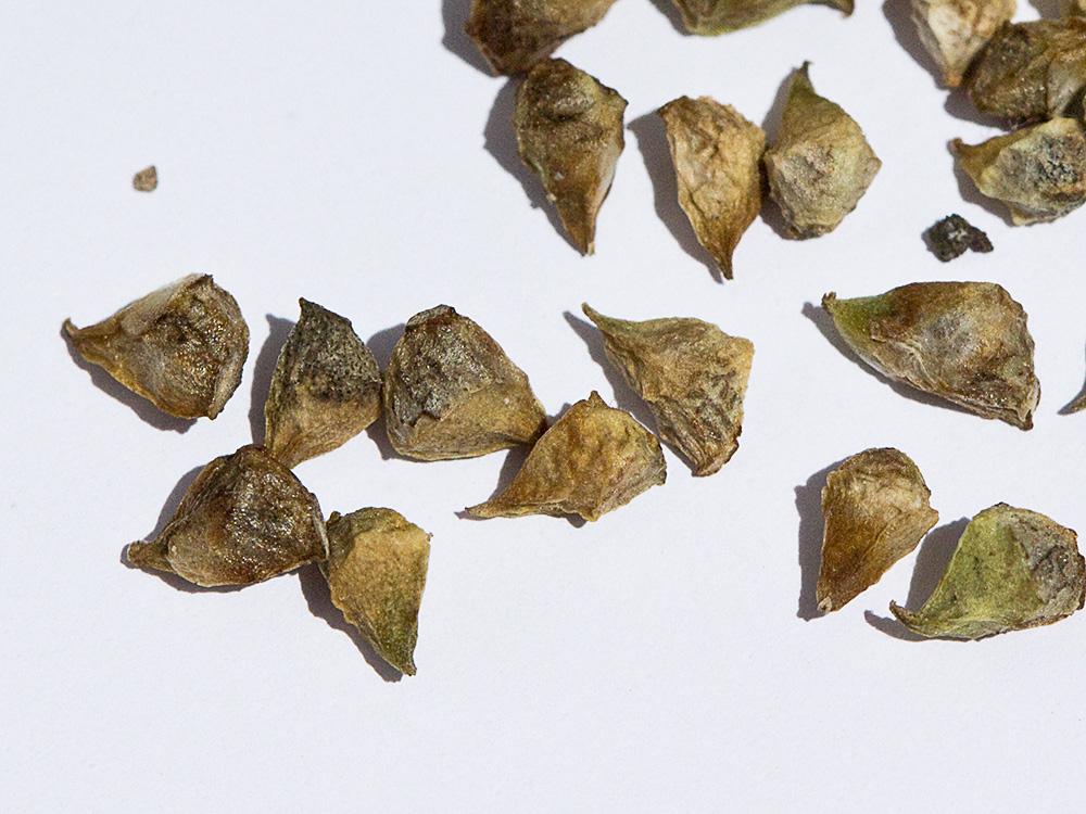 Semillas de la Gota de sangre (Adonis annua)