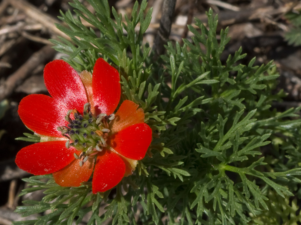 Gota de sangre (Adonis annua)