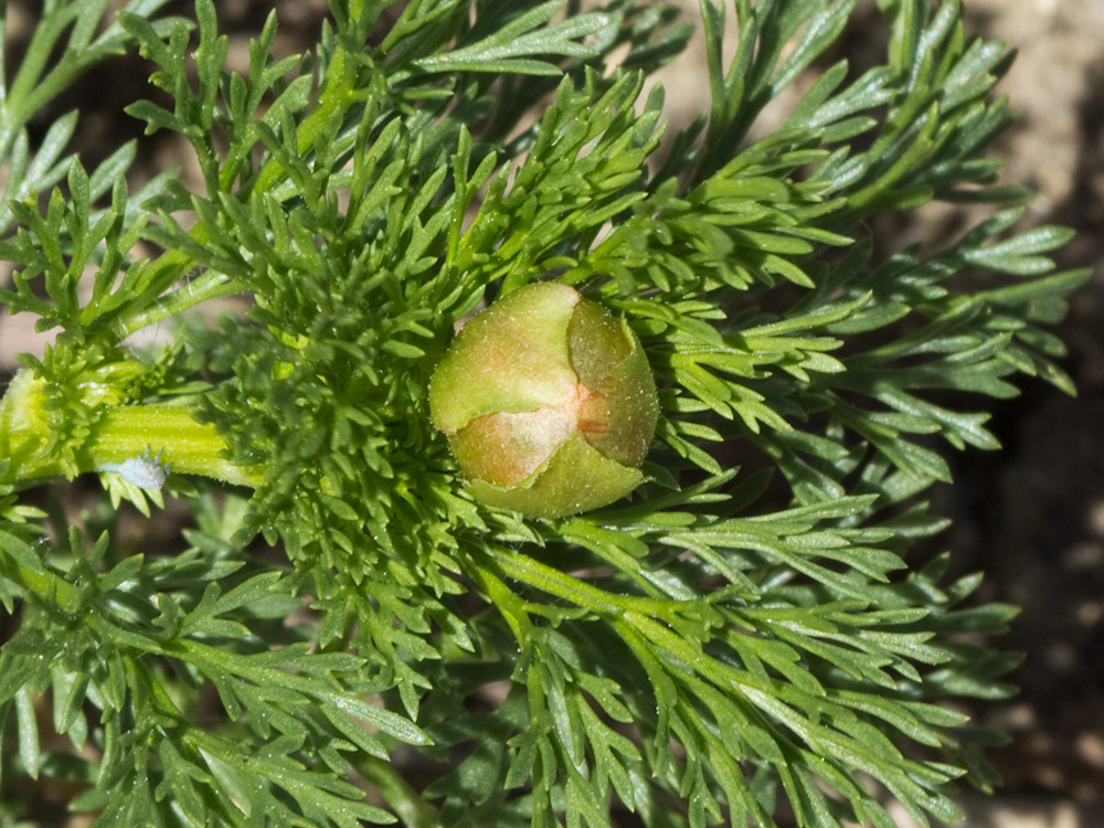Gota de sangre (Adonis annua)