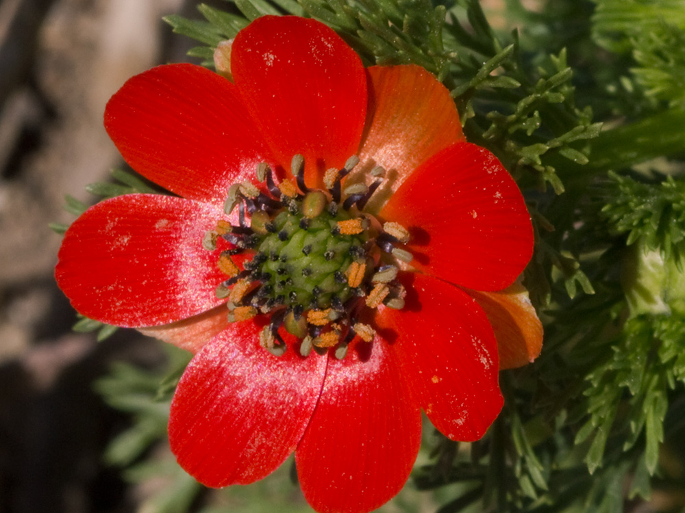 Gota de sangre (Adonis annua)