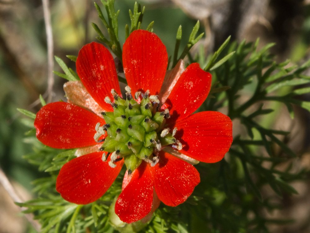 Gota de sangre (Adonis annua)