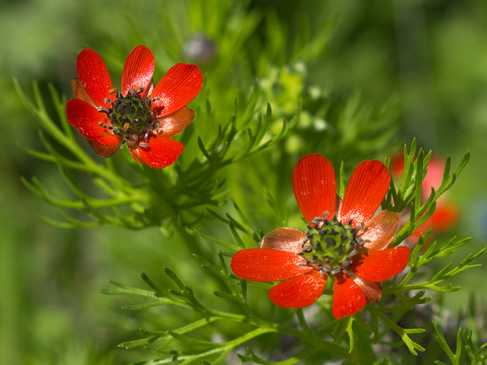 Gota de sangre (Adonis annua)