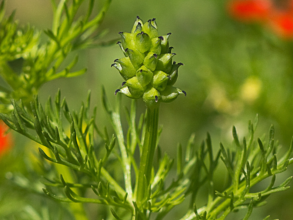 Gota de sangre (Adonis annua)