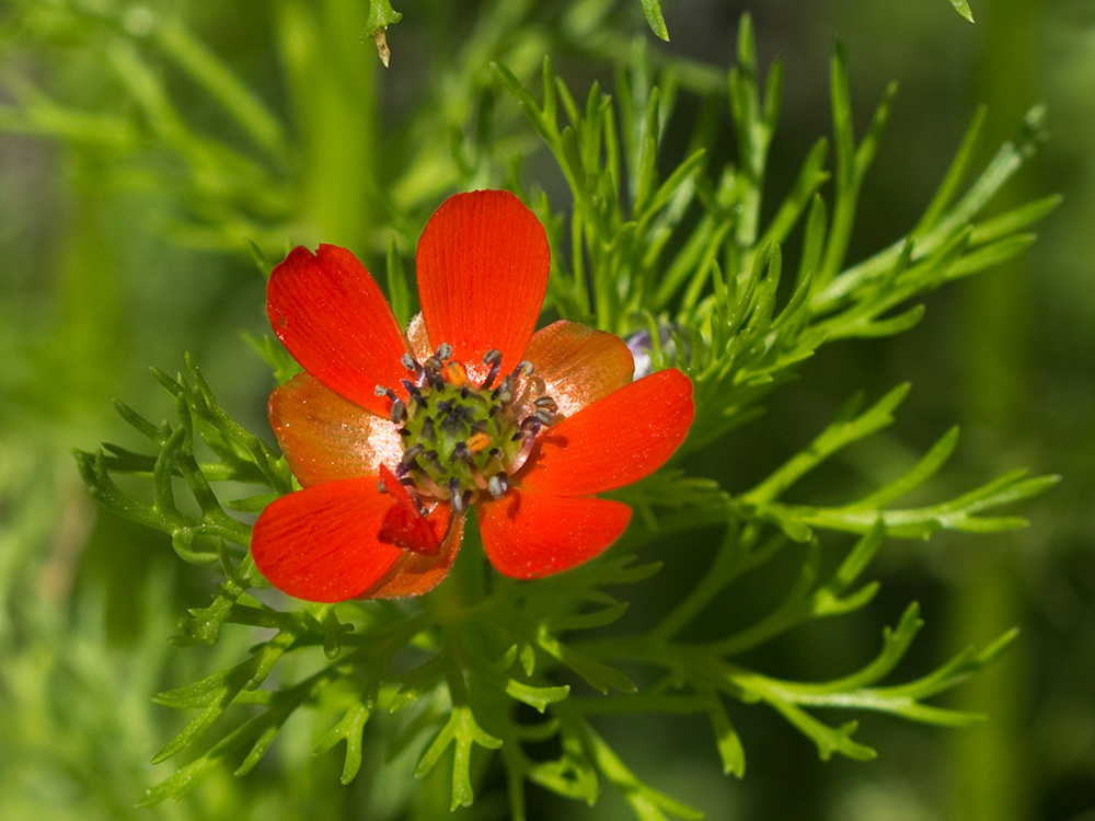 Gota de sangre (Adonis annua)