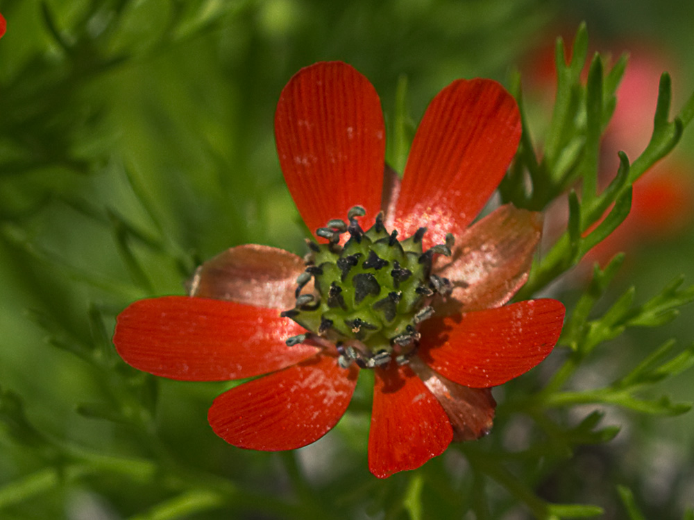 Gota de sangre (Adonis annua)