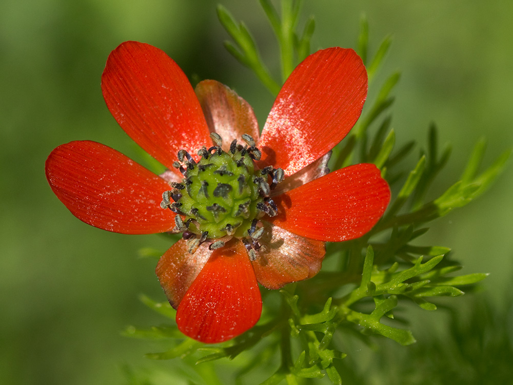 Gota de sangre (Adonis annua)