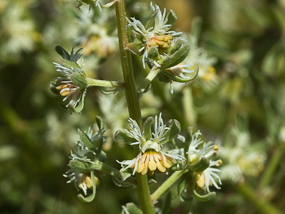 Gualdilla (Reseda phyteuma)