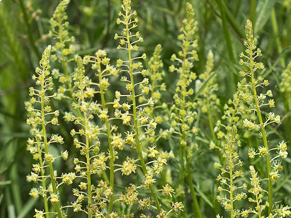 Reseda lutea, gualdón