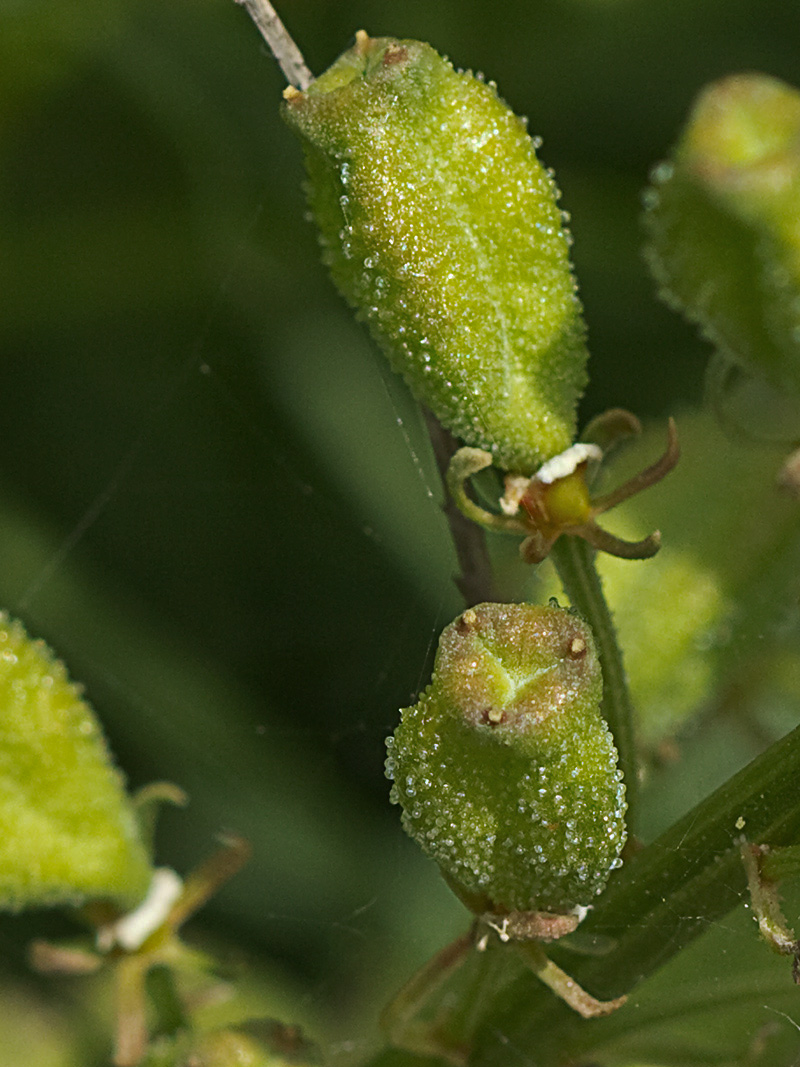 Reseda lutea, gualdón