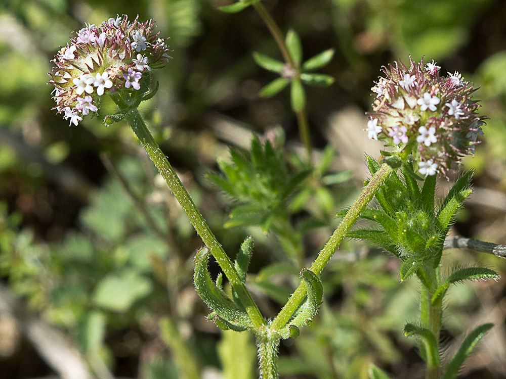 Hierba de los canónigos (Valerianella coronata)