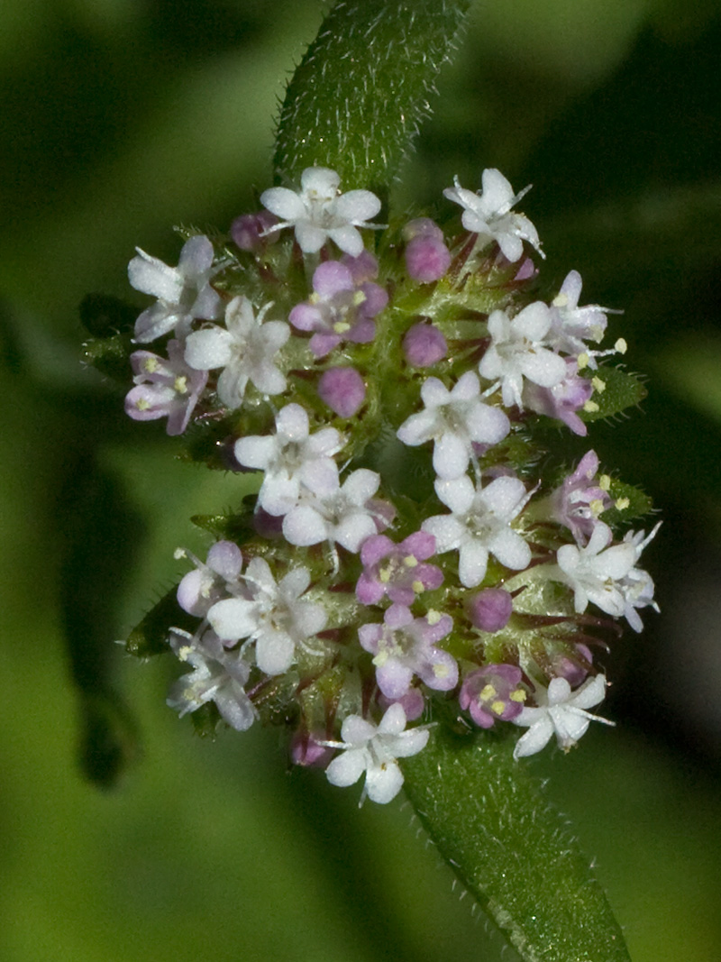Hierba de los canónigos (Valerianella coronata)