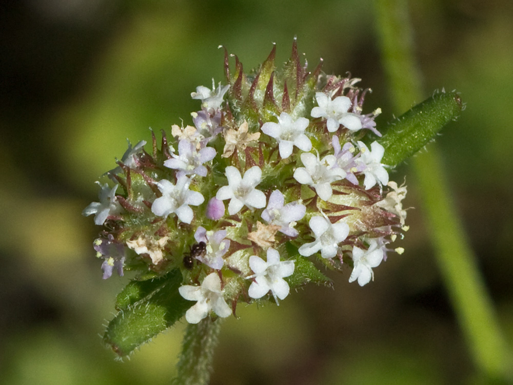 Hierba de los canónigos (Valerianella coronata)