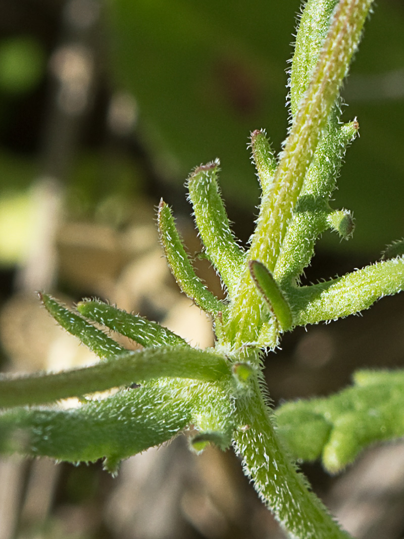 Hierba de los canónigos (Valerianella coronata)