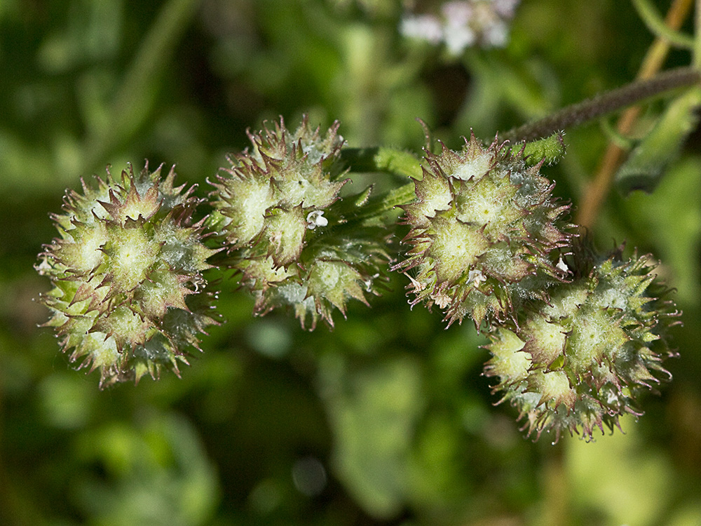 Hierba de los canónigos (Valerianella coronata)