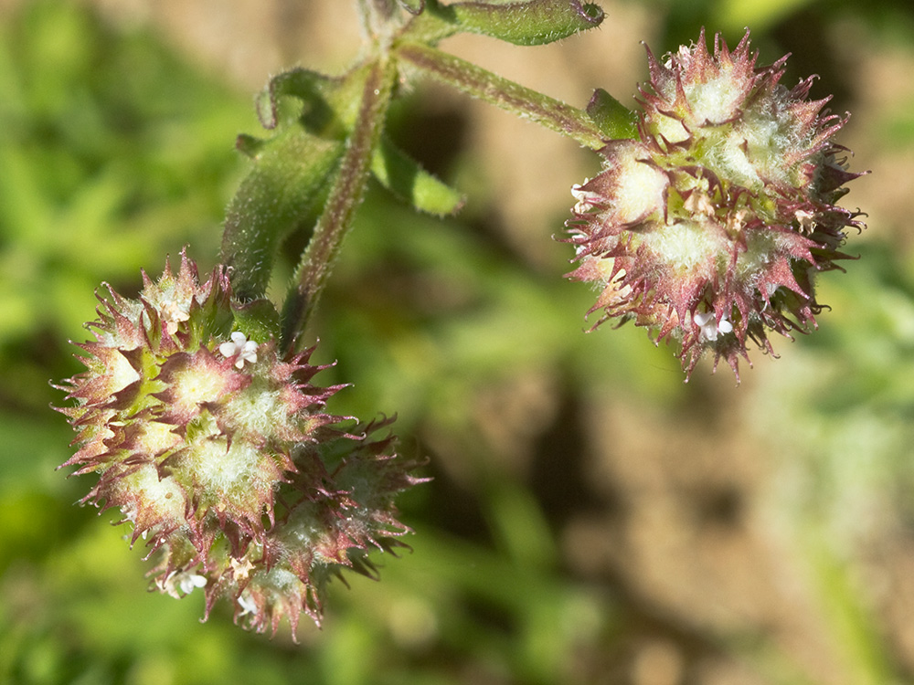 Hierba de los canónigos (Valerianella coronata)