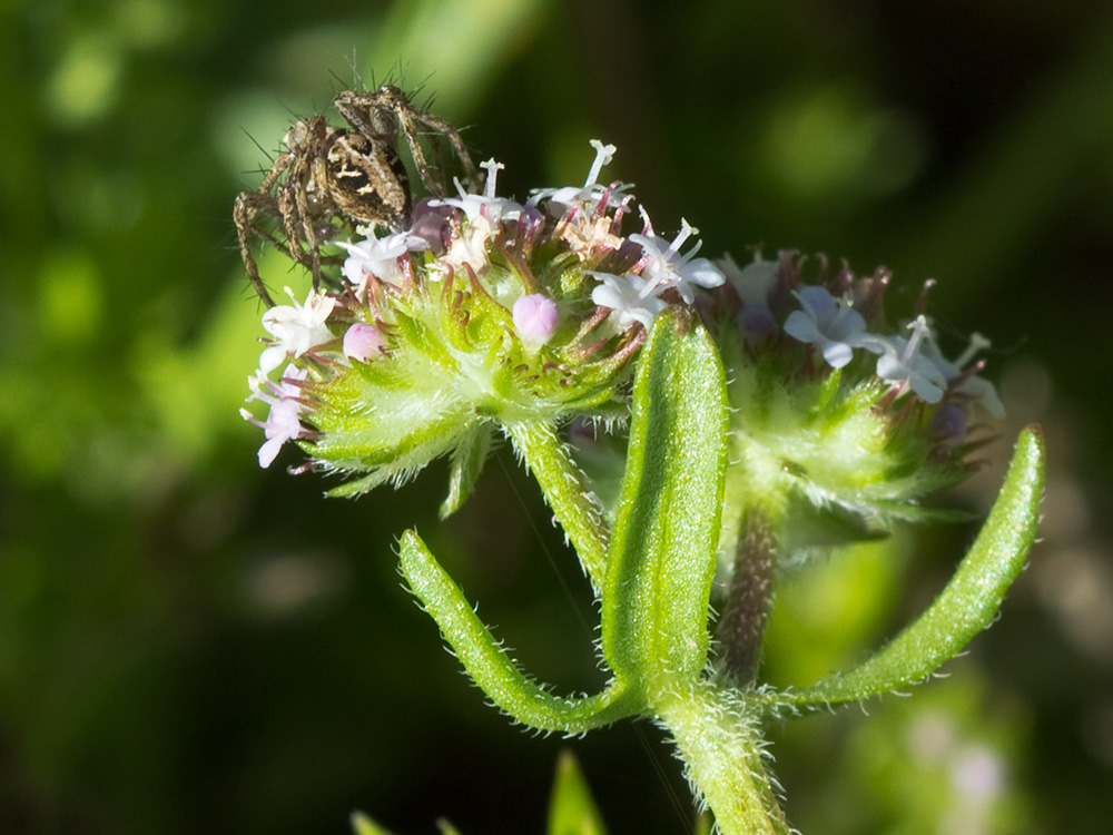 Hierba de los canónigos (Valerianella coronata)