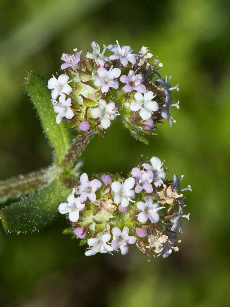 Hierba de los canónigos (Valerianella coronata)