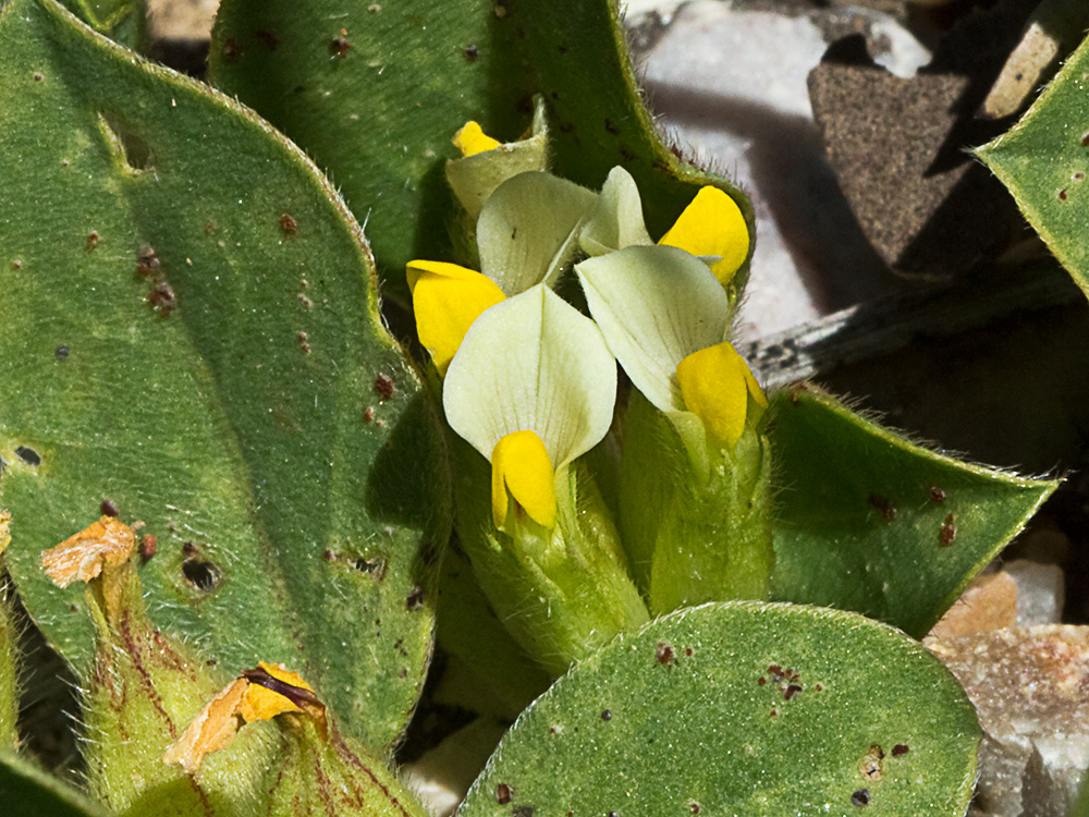 Tripodion tetraphyllum, hierba capitana