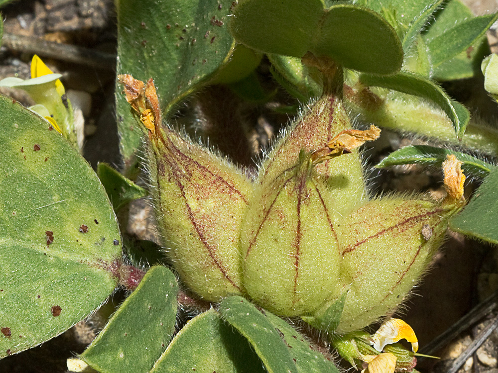 Tripodion tetraphyllum, hierba capitana