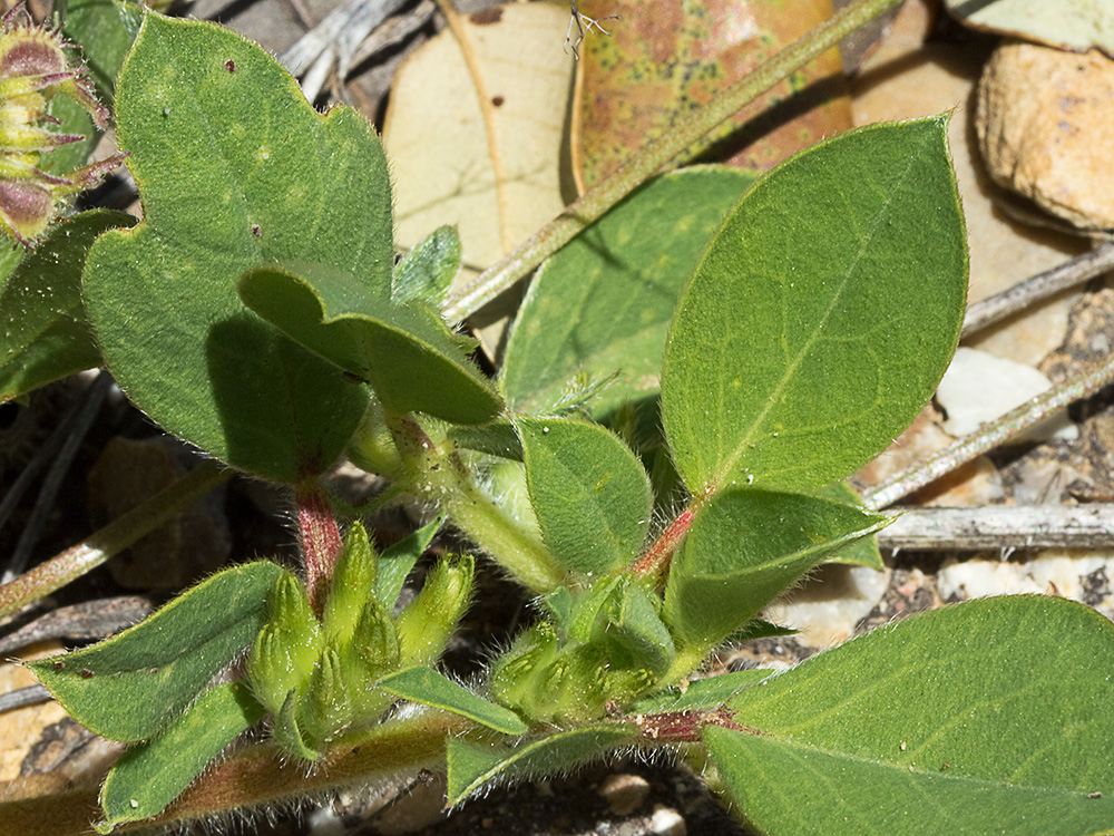 Tripodion tetraphyllum, hierba capitana