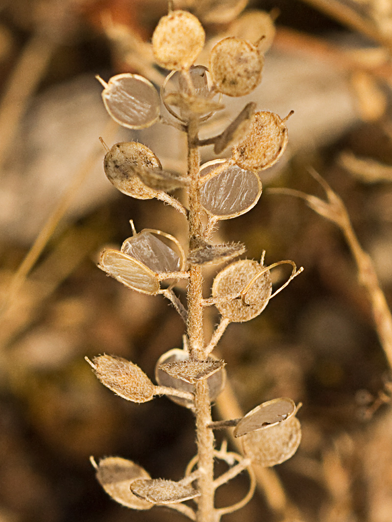 Hierba de la rabia (Alyssum simplex)