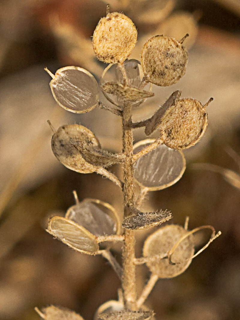 Hierba de la rabia (Alyssum simplex)