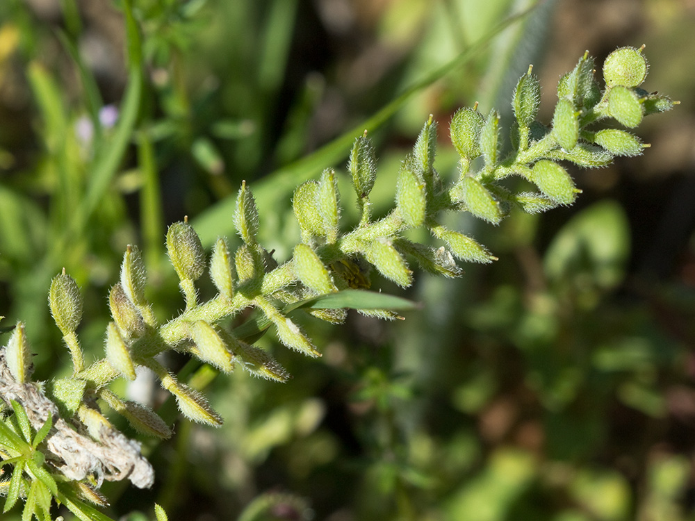 Hierba de la rabia (Alyssum simplex)