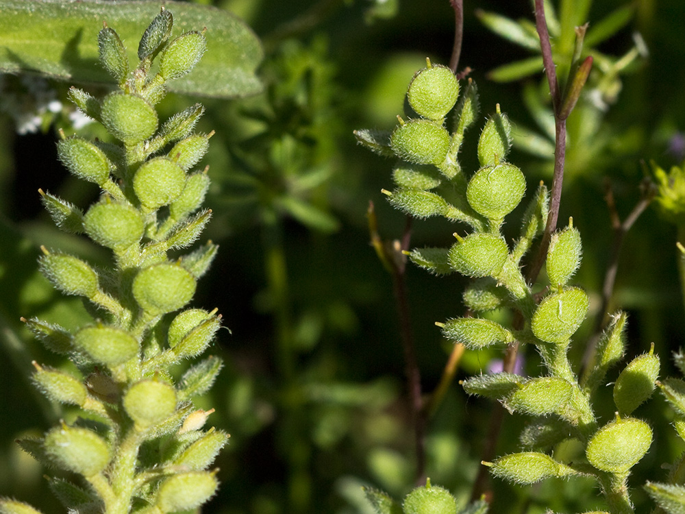Hierba de la rabia (Alyssum simplex)