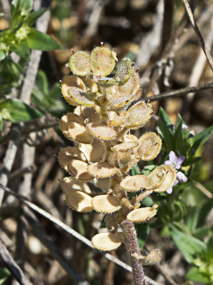 Hierba de la rabia (Alyssum simplex)