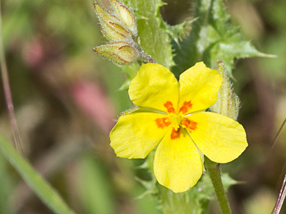 Flor de la hierba del cuadrillo (Helianthemum salicifolium)