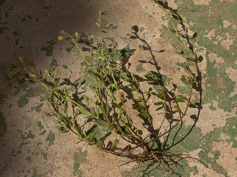 Mata de la hierba del cuadrillo (Helianthemum salicifolium)